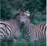 image of two zebras and one of them is looking at the camera